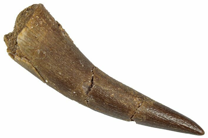 Fossil Plesiosaur (Zarafasaura) Tooth - Morocco #298273